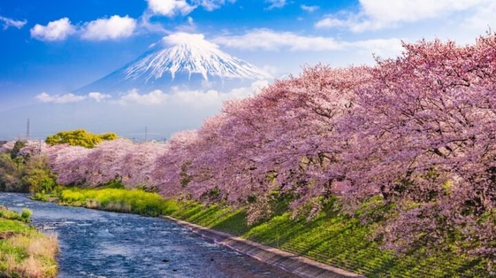 Book Europe cherry blossom tour from Oman