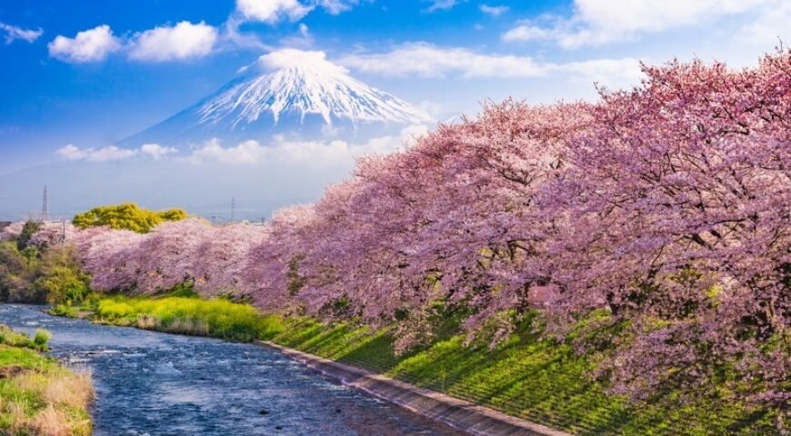Book Europe cherry blossom tour from Oman